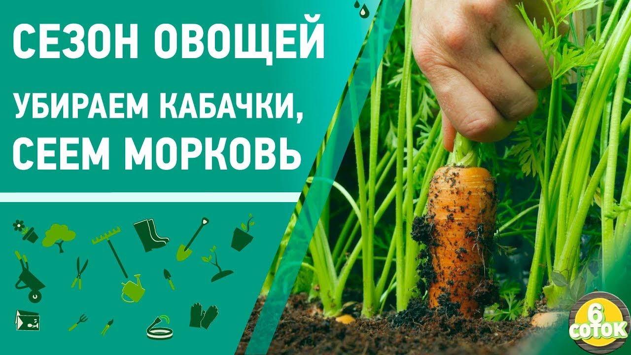 Сезон овощей. Убираем кабачки, сеем морковь. 6 соток 17.06.2019
