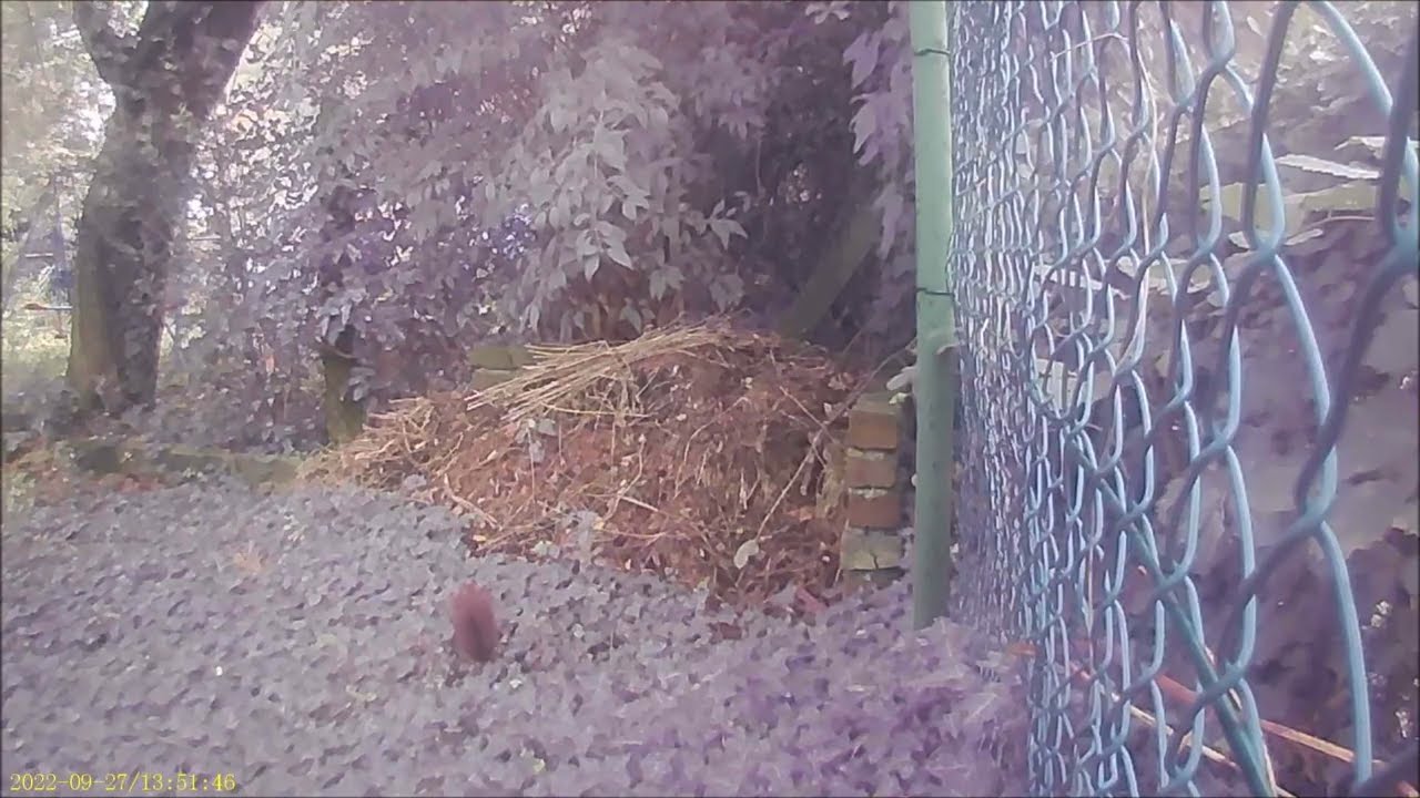 PR100 Mini Wildkamera Jagdkamera Test Video 002 Tageslicht: Eichh&ouml;rnchen 🐿