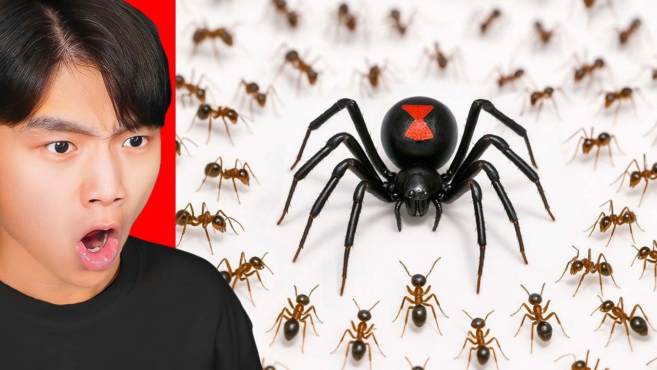 1000 Ants vs 1 Black Widow