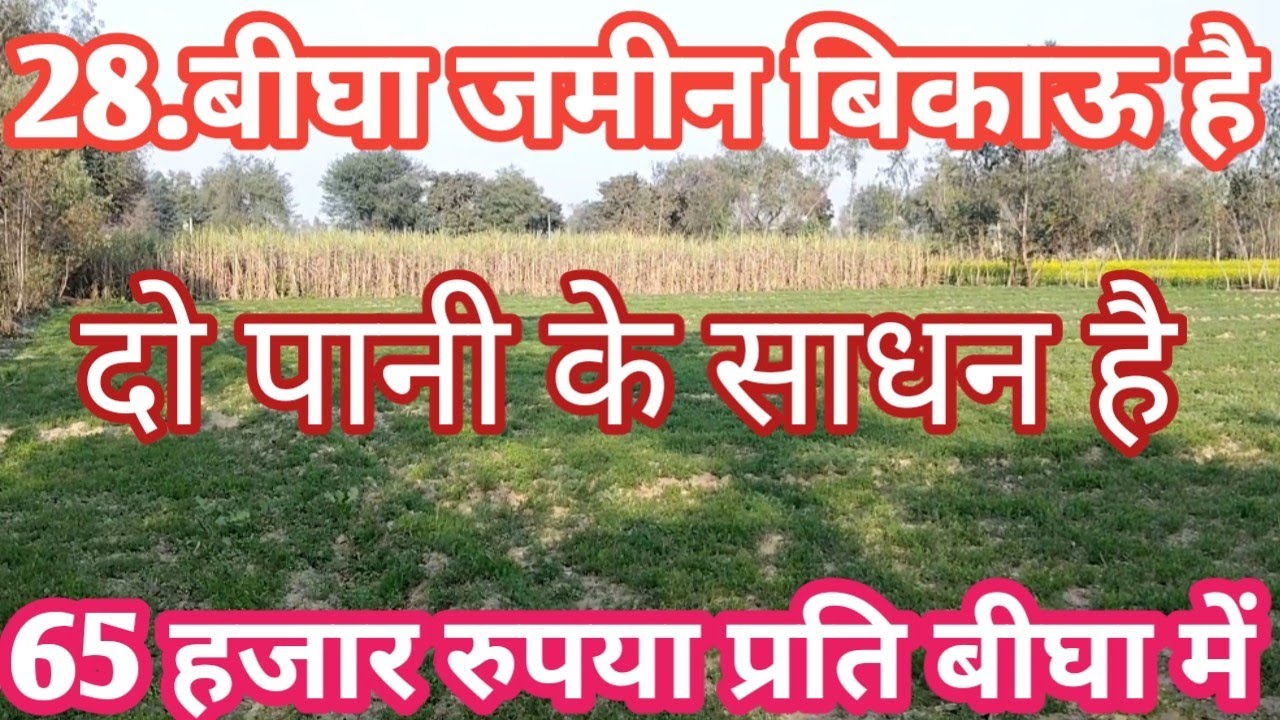 65.हजार रुपया प्रति बीघा बिकाऊ है कच्ची सड़क से लगी टोटल जमीन 28 बीघा है एक बोरिंग फ्री agriculture