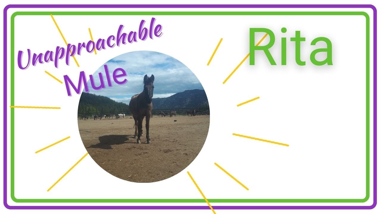 Clicker Training Rita the Unapproachable Mule