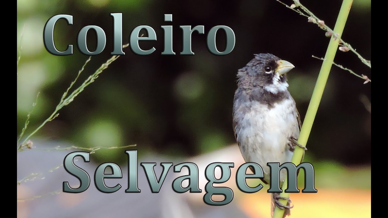 Coleiro selvagem cantando gravado ao vivo em HQ um show de pássaro