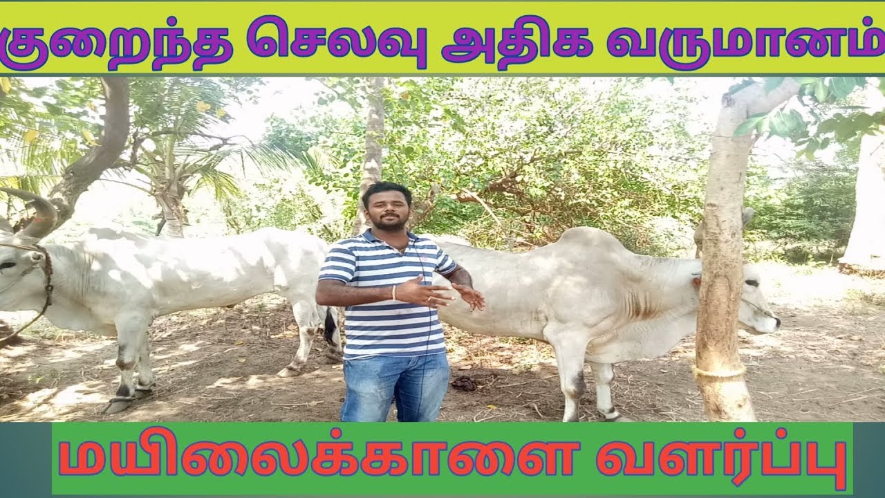வண்டி மாடு வளர்ப்பு-வருமானம் முதல் இலாபம் வரை