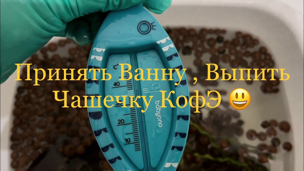 Пересадка в керамзит и лечузу ТерраПон#орхидея#хойя