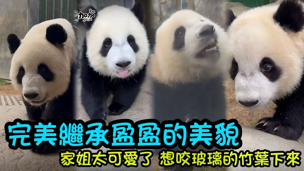 1月3日  家姐完全繼承媽媽的優雅從容美麗，走著catwalk出來，吮吸小舌頭對盆盆奶回味無窮#大熊貓家姐細佬#大熊貓加加得得 #大熊貓家姐細佬#熊日常 #panda