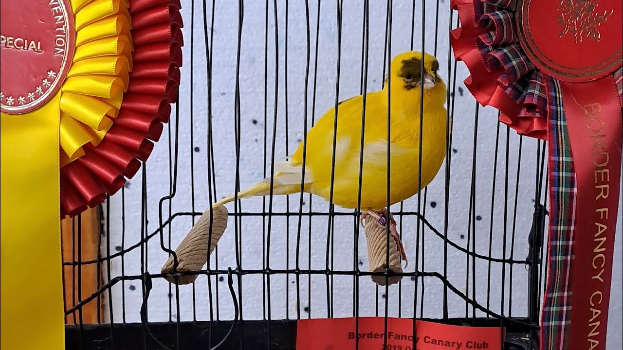 The Border Corner - Andy’s Birdroom