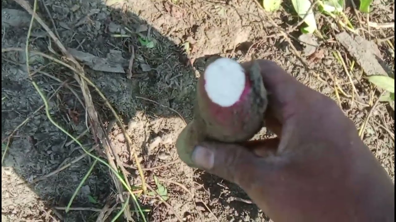 HOW MUCH A FARMER EARNS IN A DAY || WE SOLD OUR SWEET POTATOES PER KG 20 TOTAL 196 KG @sanzoivlog 