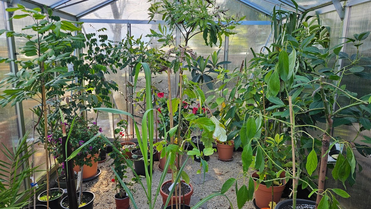 Gewächshausrundgang. Was machen die exotischen und tropischen Pflanzen. Avocado,Sternfrucht und mehr
