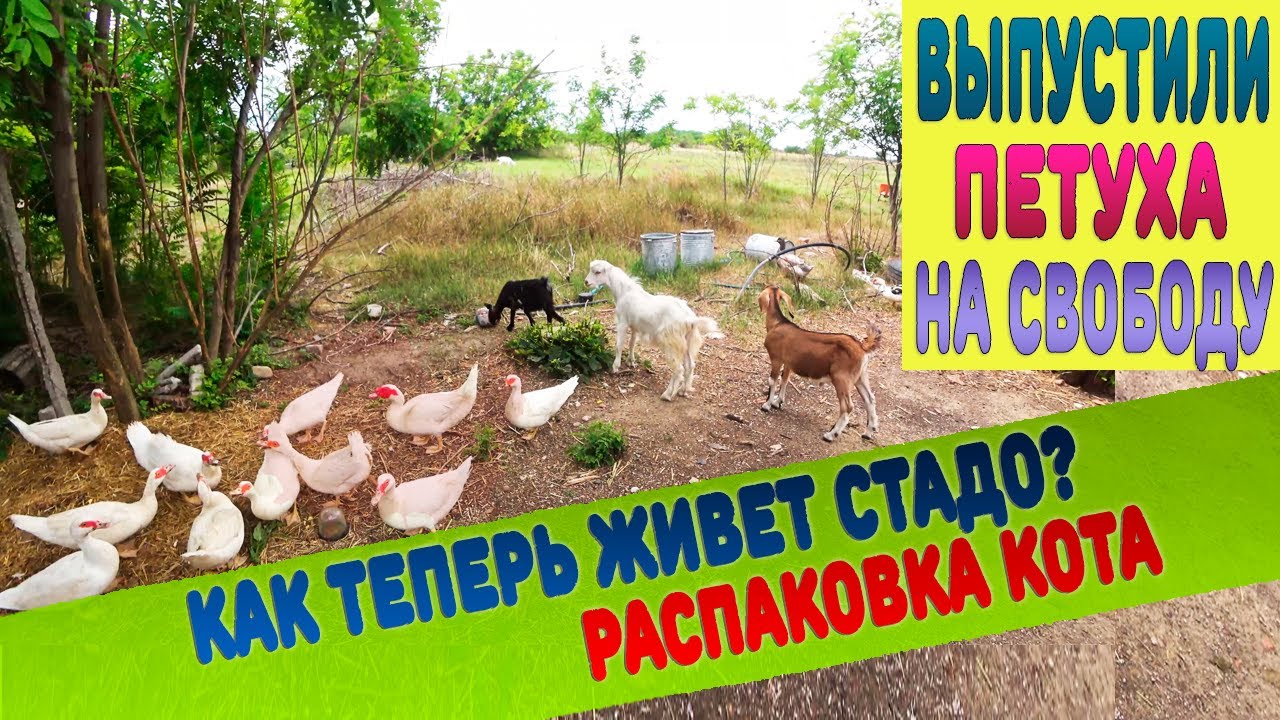 Как живет наше стадо без Бориса? Новый петух осваивается не ферме. Кот не видел свободы 2 месяца.