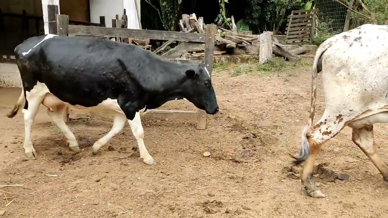Picando capiaçu e cana de açúcar pras vacas na ensiladeira Garthen gte-3000