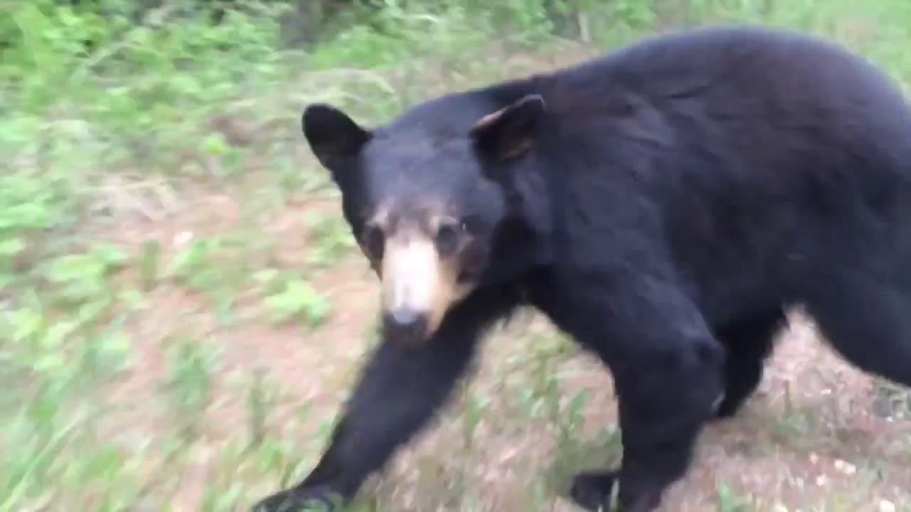 Joggers Chased by Bear