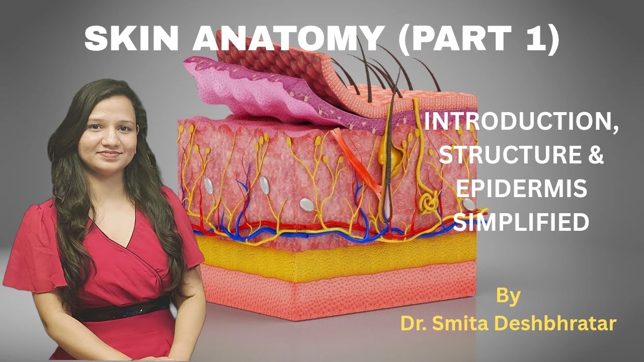 Skin Anatomy (Part 1) - Introduction, Structure & Epidermis Simplified