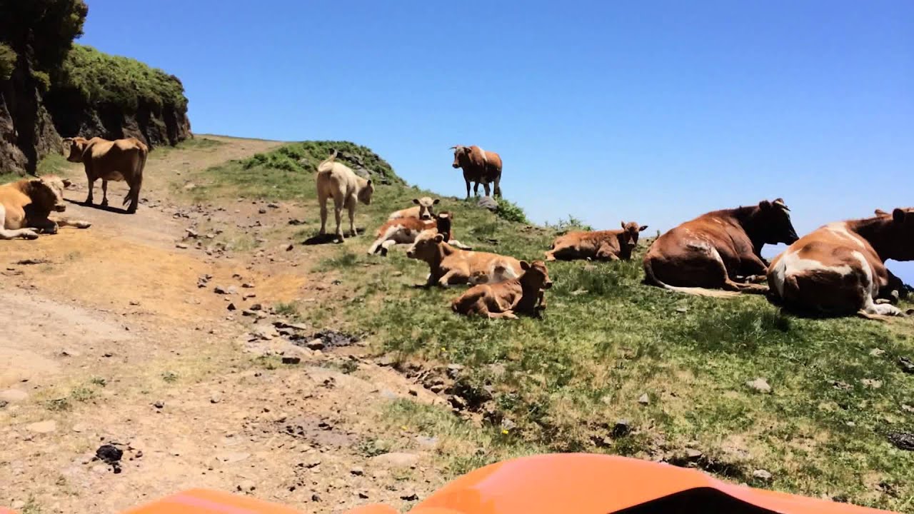 Madeira Buggies