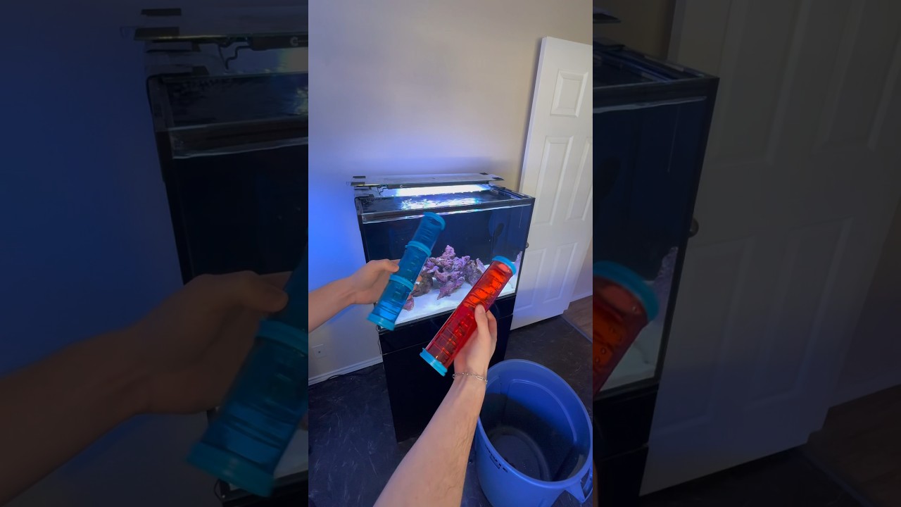 Buying our Octopus Toys