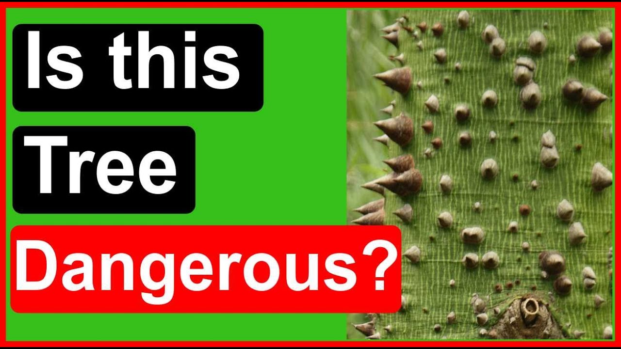 The Silk Cotton Tree: Amazing Facts and Benefits