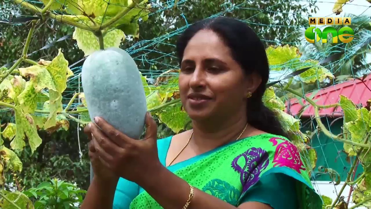 Njatuvela Agricultural awareness -ടെറസ് കൃഷി(Episode 271)