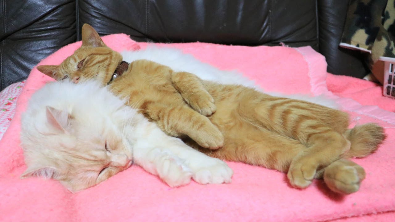 もふもふまくらでおやすみちゃとら　210204