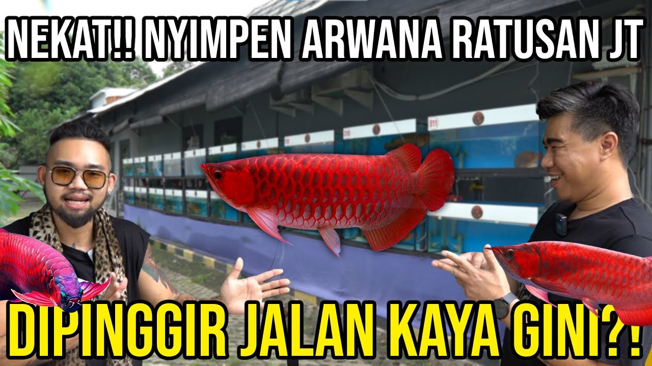 NEKAT! NYIMPEN ARWANA RATUSAN JT DI PINGGIR JALAN KAYA GINI?! 88REDGALLERY #AudreyA #KINGOFTHEJUNGLE