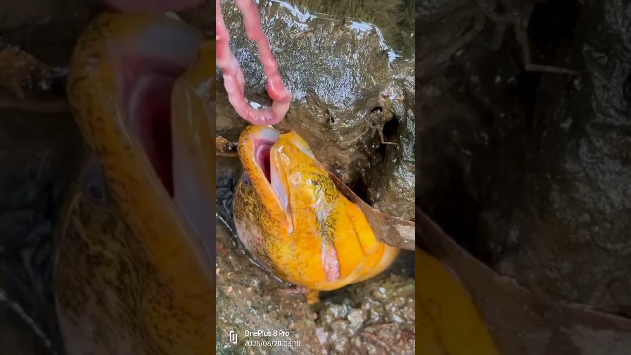 Snake Trup 😱😱 #snake #trupawan #eating #shorts
