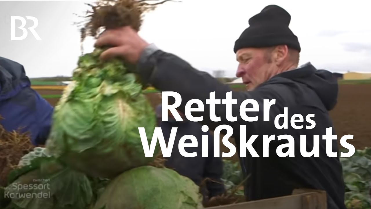 Unterpleichfelder Weißkraut: Revival einer alten Sorte | Zwischen Spessart und Karwendel | BR