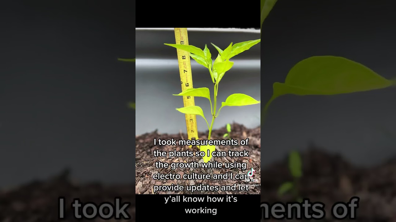 Plant measurements to show electro culture growth