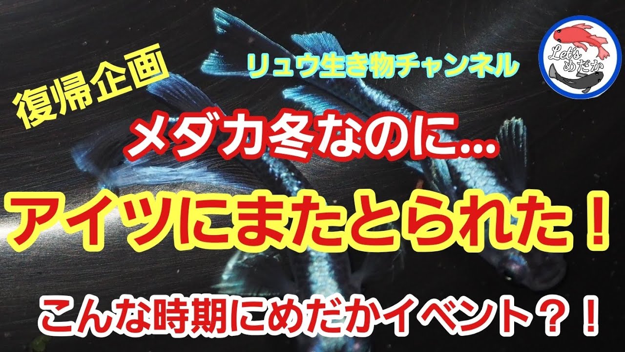 メダカ冬越しに招かざる客！メダカが無くなる！イベント動画が熱い