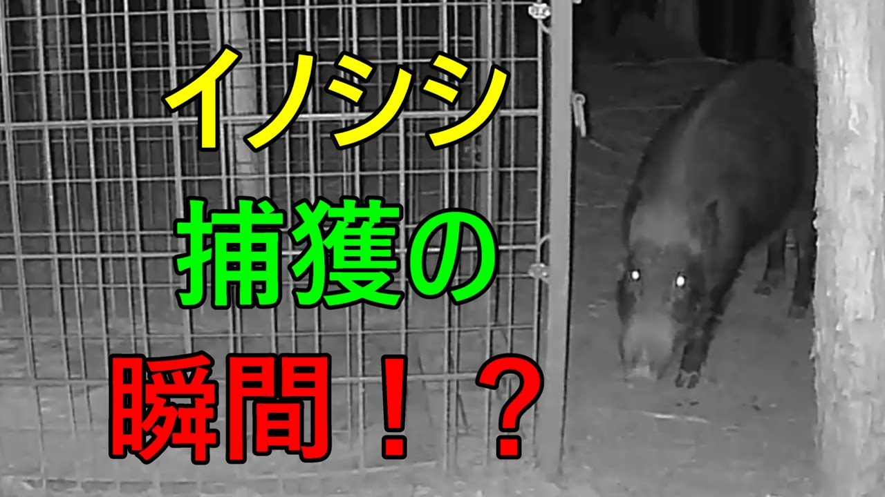 【イノシシ捕獲の瞬間2】箱罠で猪捕獲！？