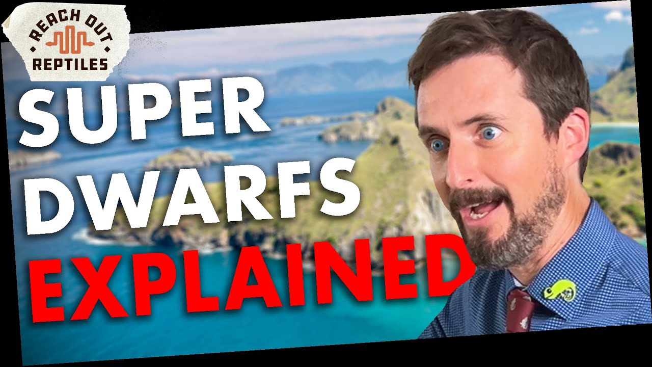 Everything You Didn't Know About Super Dwarf Retics w/ Clint's Reptiles