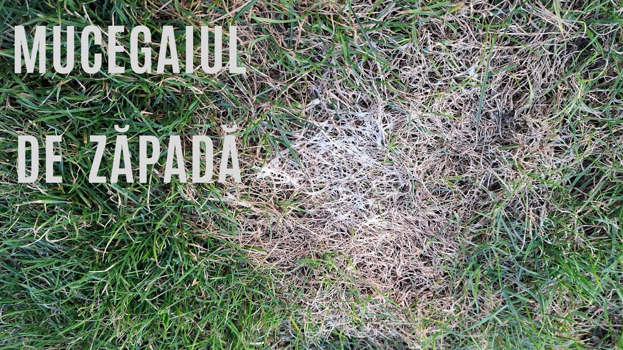 MUCEGAIUL DE ZĂPADĂ LA GAZON