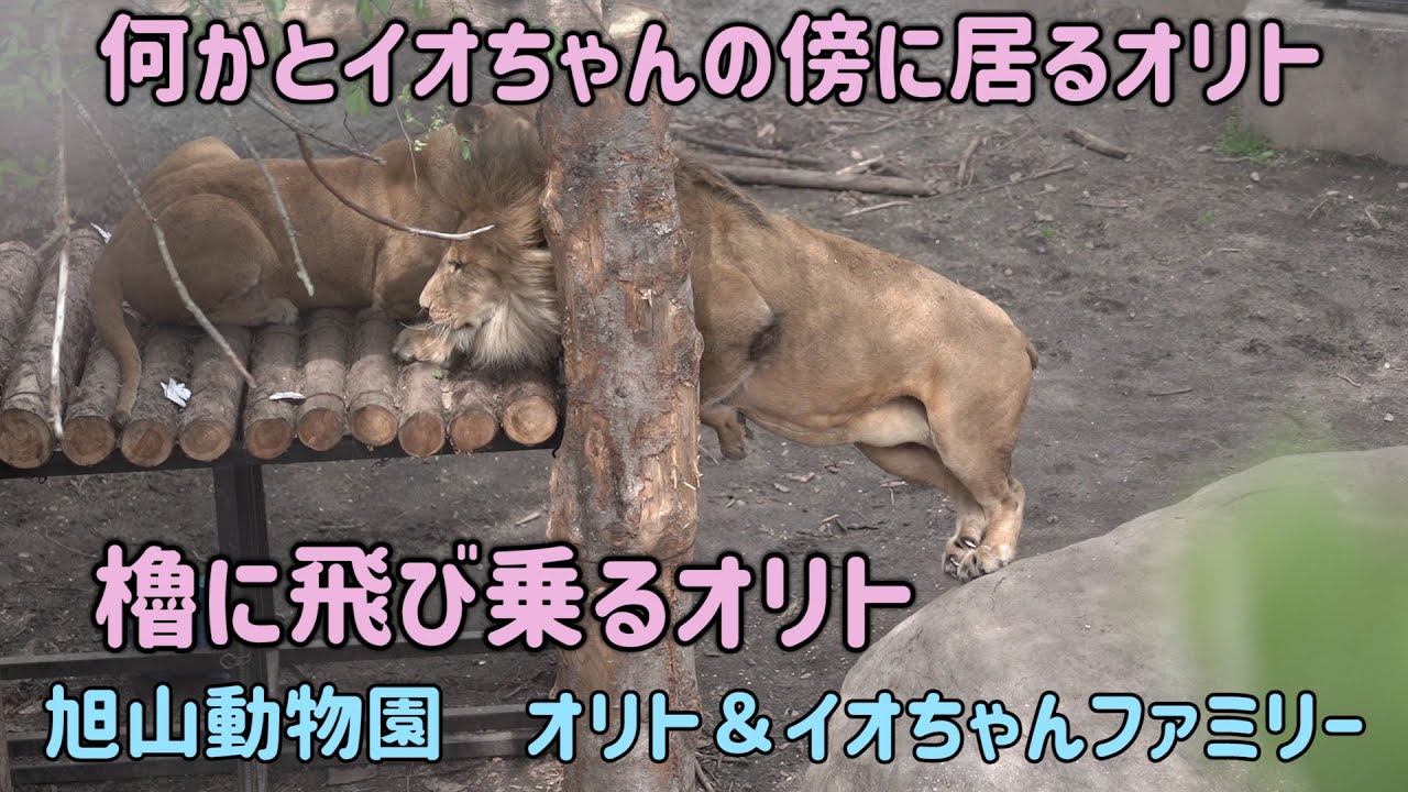 旭山動物園　何かとイオちゃんの傍に居るオリト　イオちゃんのいる櫓に飛び乗るオリトですが…　オリト＆イオちゃんファミリー　Orito & Io family　Lion family
