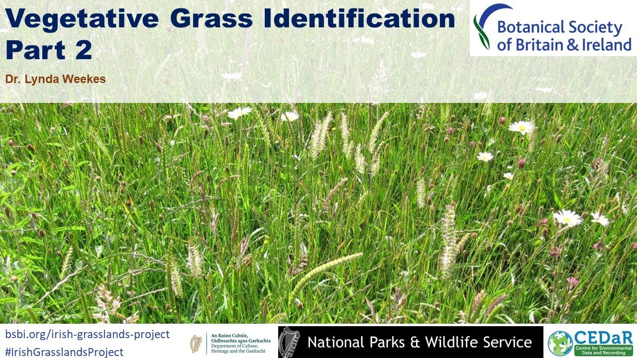 Vegetative Grass Identification - part 2
