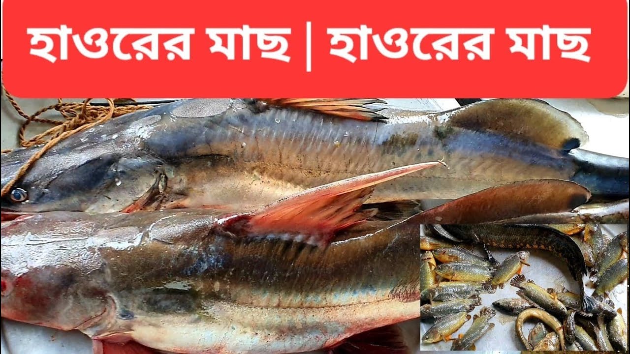 সুনামগঞ্জের মাছ বাজার । Fish market in Bangladesh