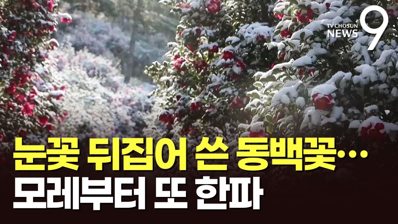빨간 애기동백 '눈꽃'·한라산 '은빛 설경'…22일 다시 강추위