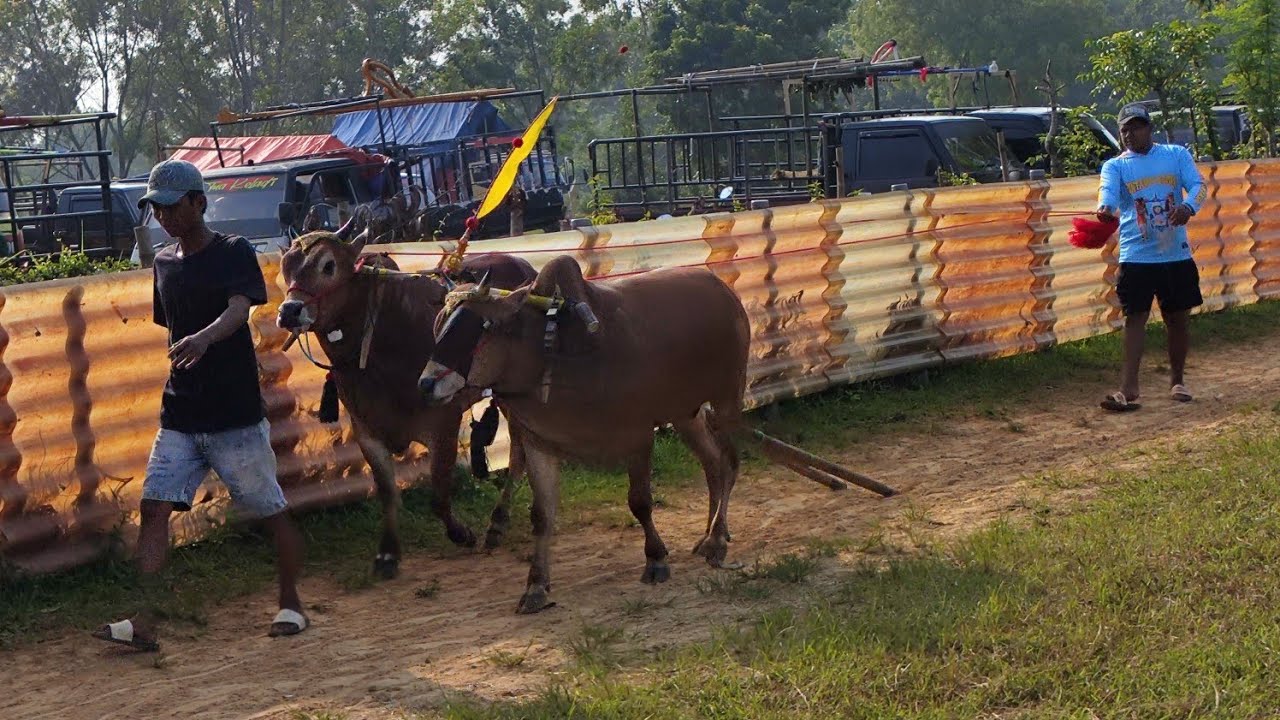 Suasana Lomba Karapan Sapi HUT Tim Gagak Rimang Kelas Ukuran.