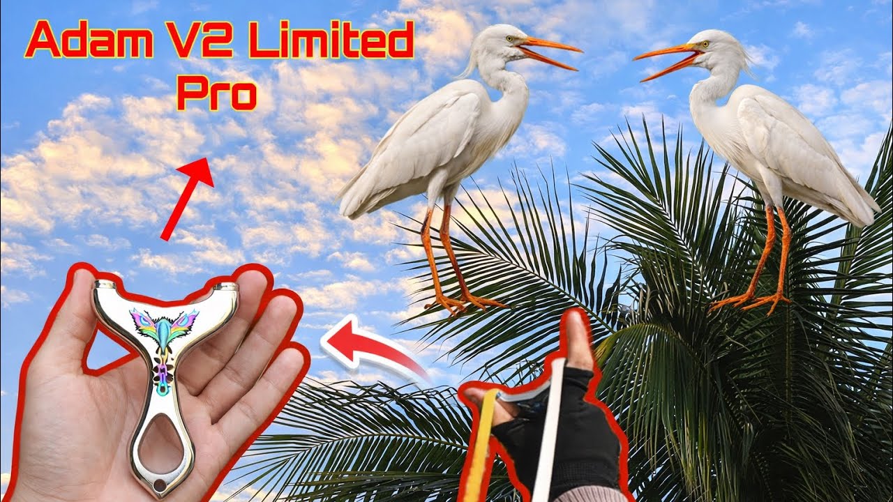 Cầm Ná Adam V2 Limited Pro Của Idol Đảm Nguyễn Kiếm Mồi Về Lai Rai Với Anh Em | Anh Bảy Slingshot