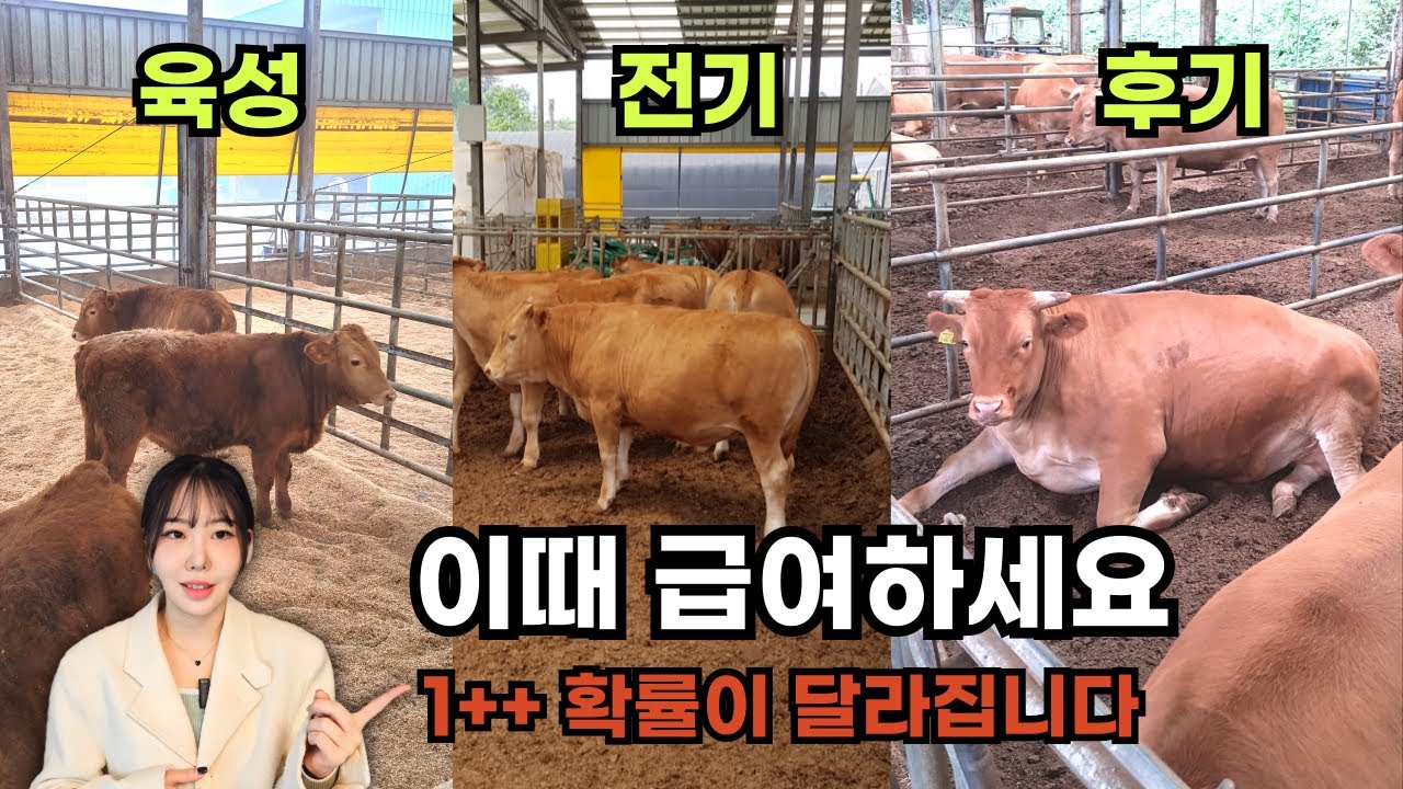 TMR사료, 언제 먹여야 1++ 확률이 높아질까? (실제 데이터 확인)