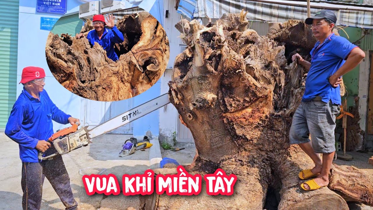 Vua Khỉ cưa cây Điệp vàng cả trăm năm có hình t.h.ù Q.u.á.i d.ị .