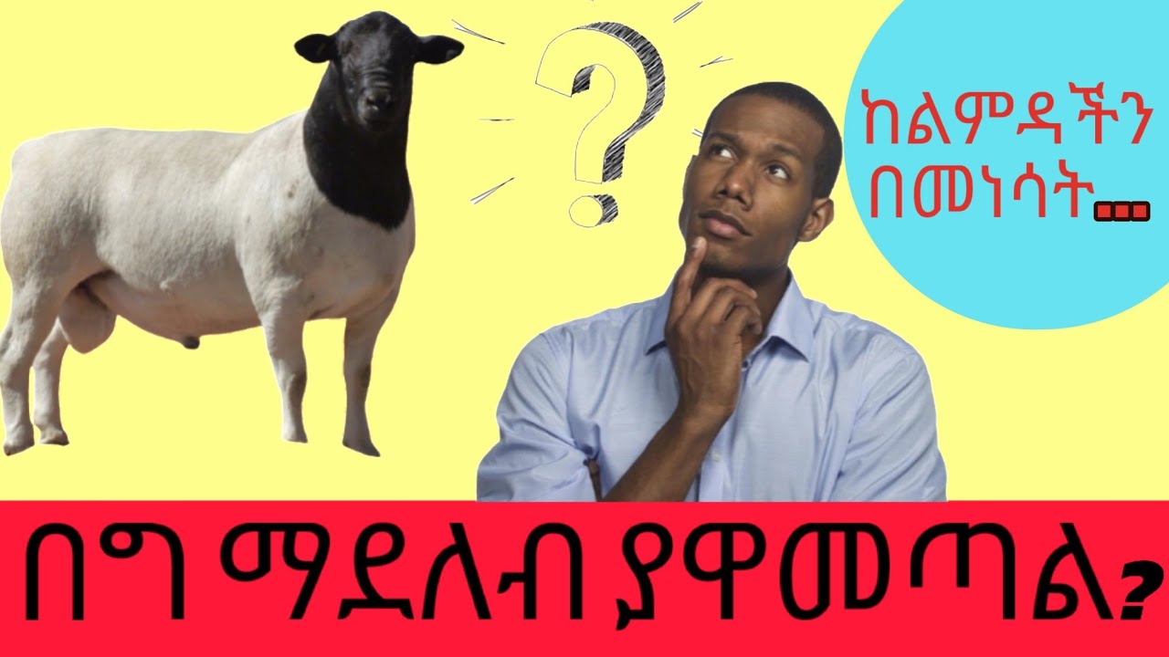 ምን ያዋጣል? | በግ ማደለብ ያዋጣል?