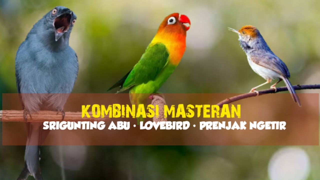 Masteran Mewah | Srigunting Abu - Lovebird - Prenjak Ngetir