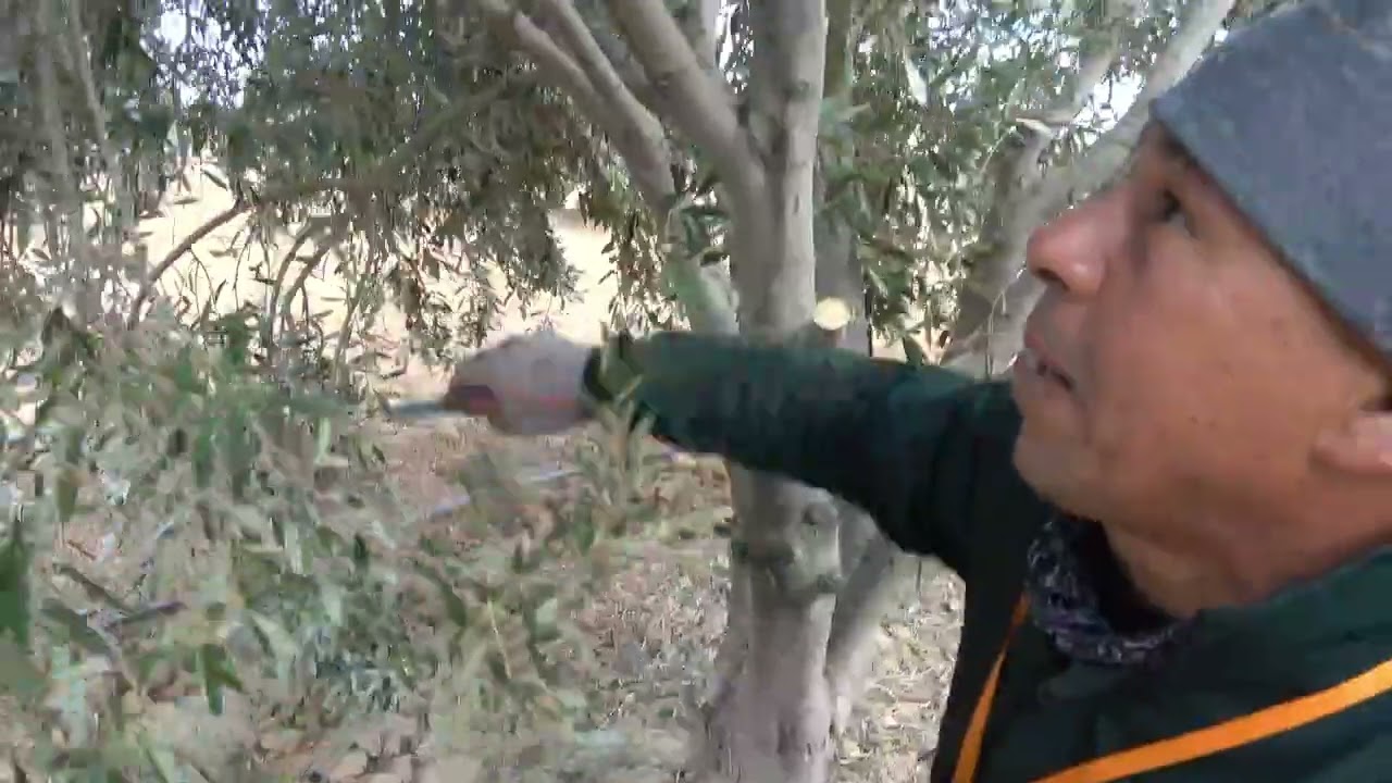 "دور التفريق بين العود المذكر والمؤنث في نجاح تشبيب أشجار الزيتون ( جرسيف