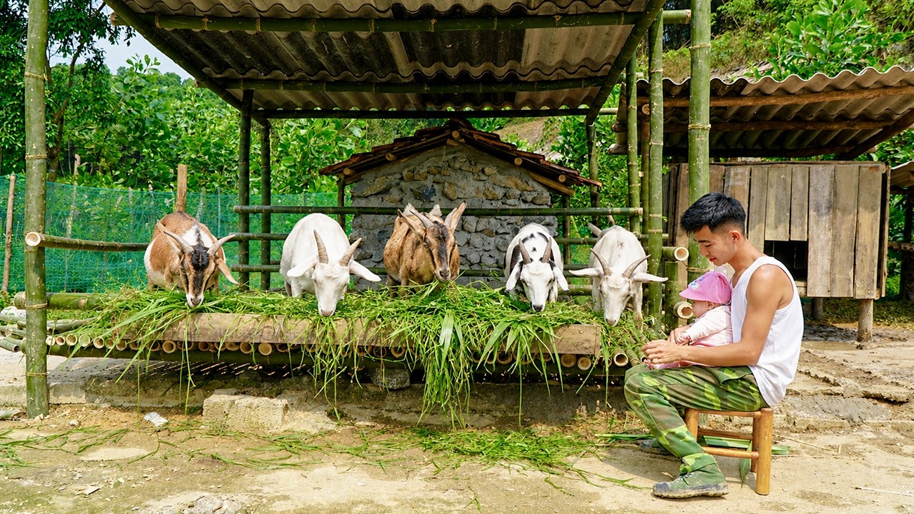 The soldier cuts bamboo to expand the goat pen, step by step building a new life.