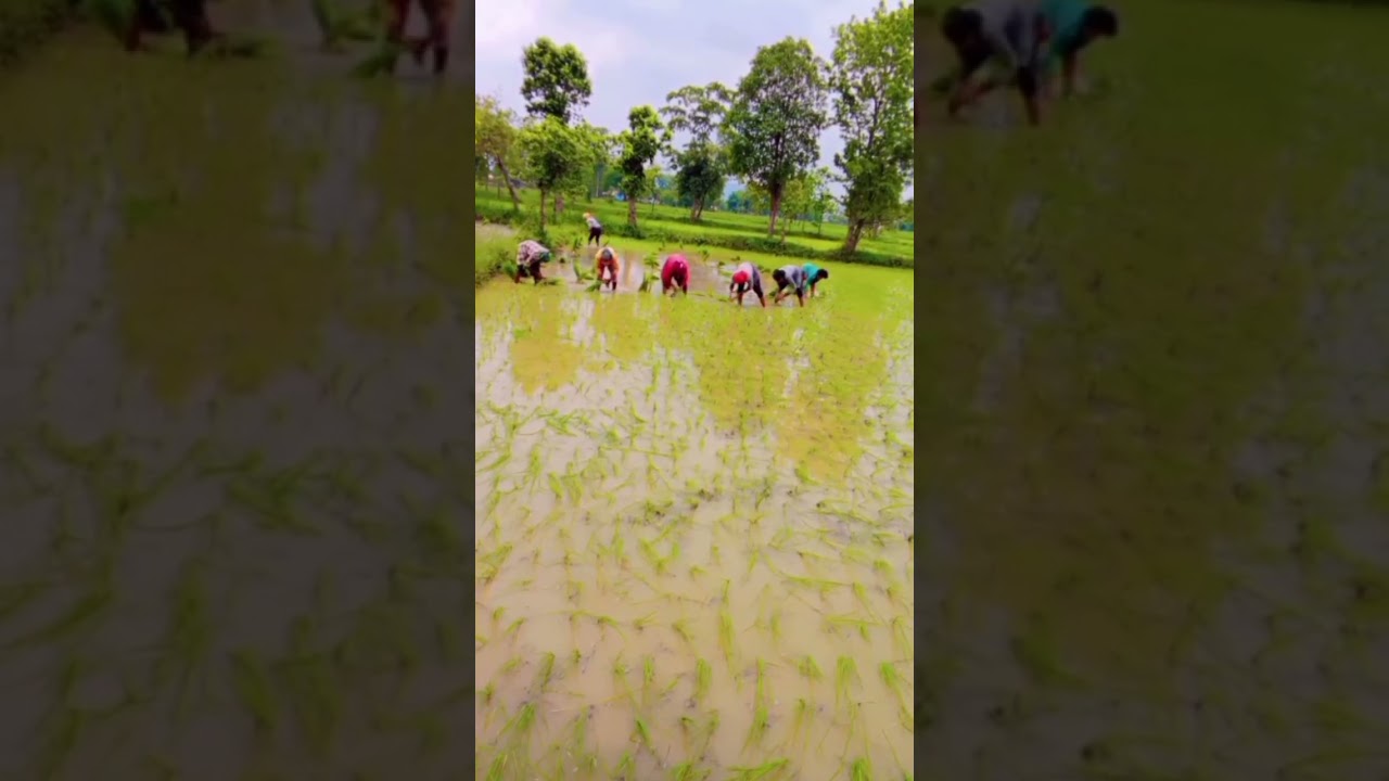 Chandan raja ko prra glase 