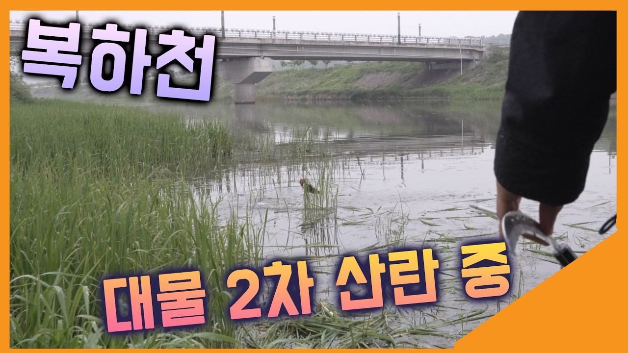 배수기 복하천이 정답이다! 막바지 2차 산란중!