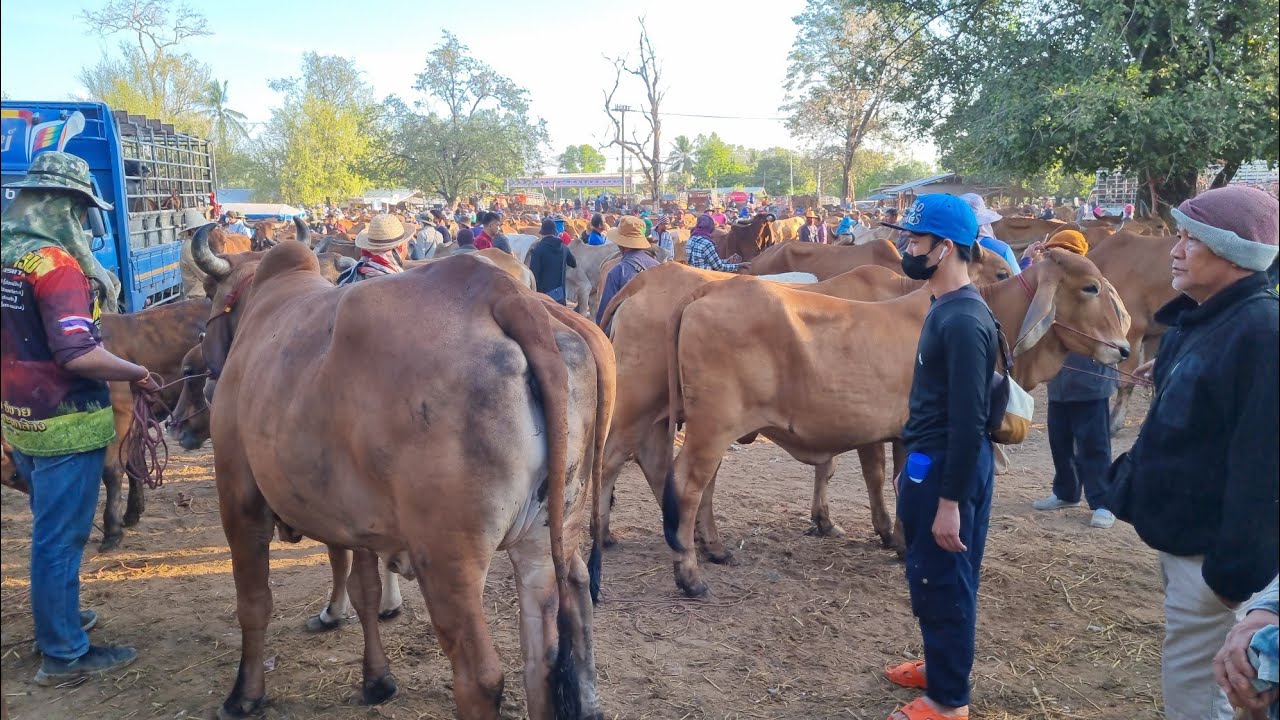 EP.2188 ตลาดนัดโคกระบือ วัน อังคาร 3 ก.พ. 2569 #เดินดูวัวงาม #ราคาวัว | chợ gia súc | livestock