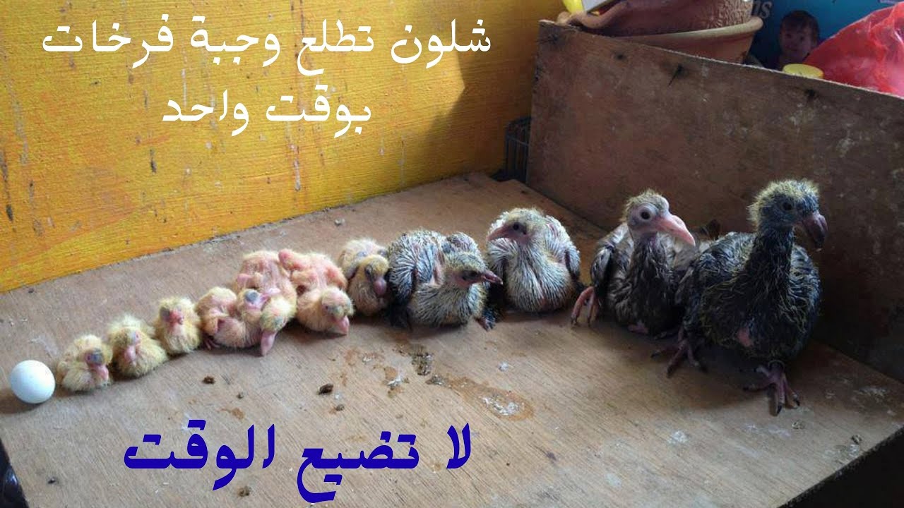 شلون تطلع وجبة فرخات مرة وحدة #طيور #ارافل #زواجل_العراق #واحد_عراق  #tag #trending #trendingshorts