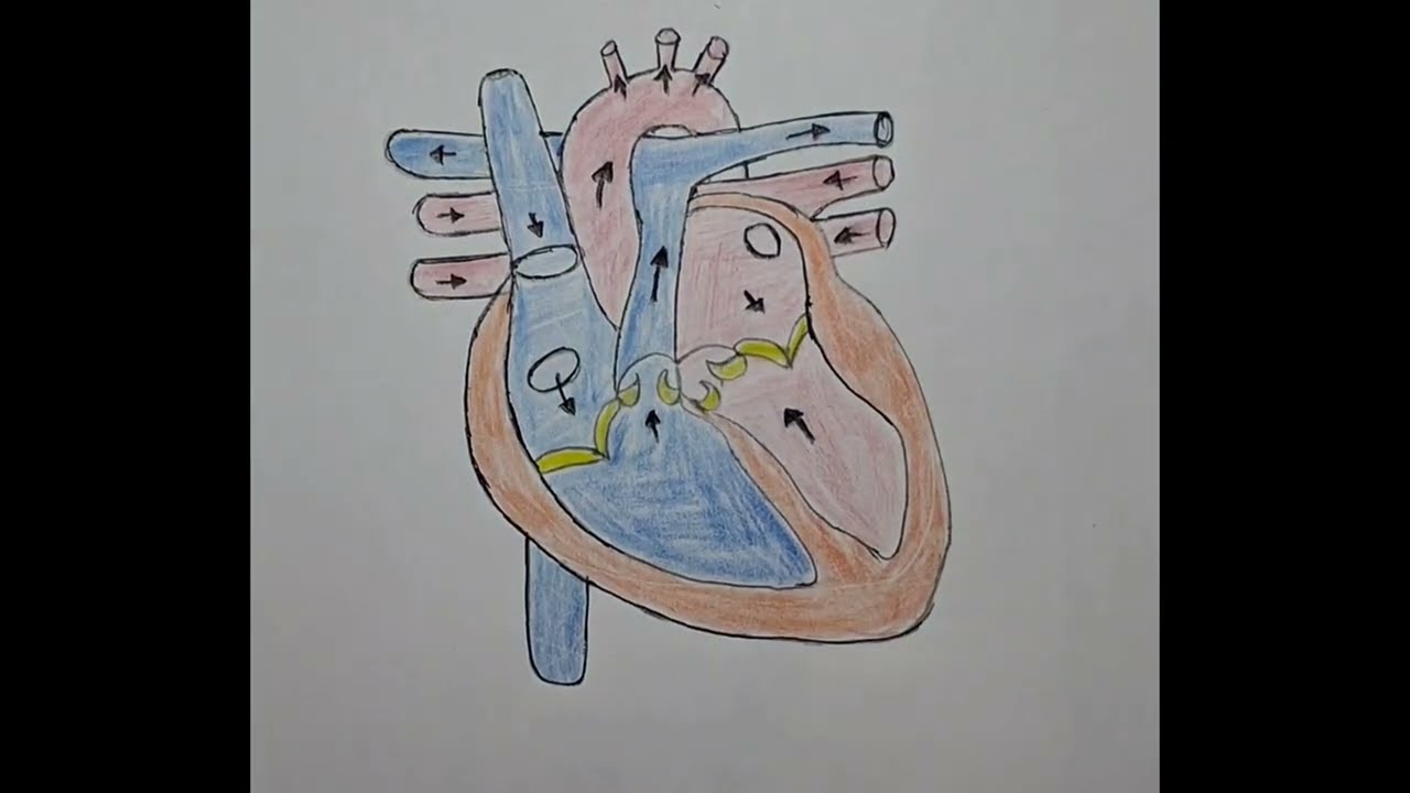 ❤️ How to Draw a Realistic Human Heart | Full Pencil Sketch Tutorial #heart #art #short #viral 