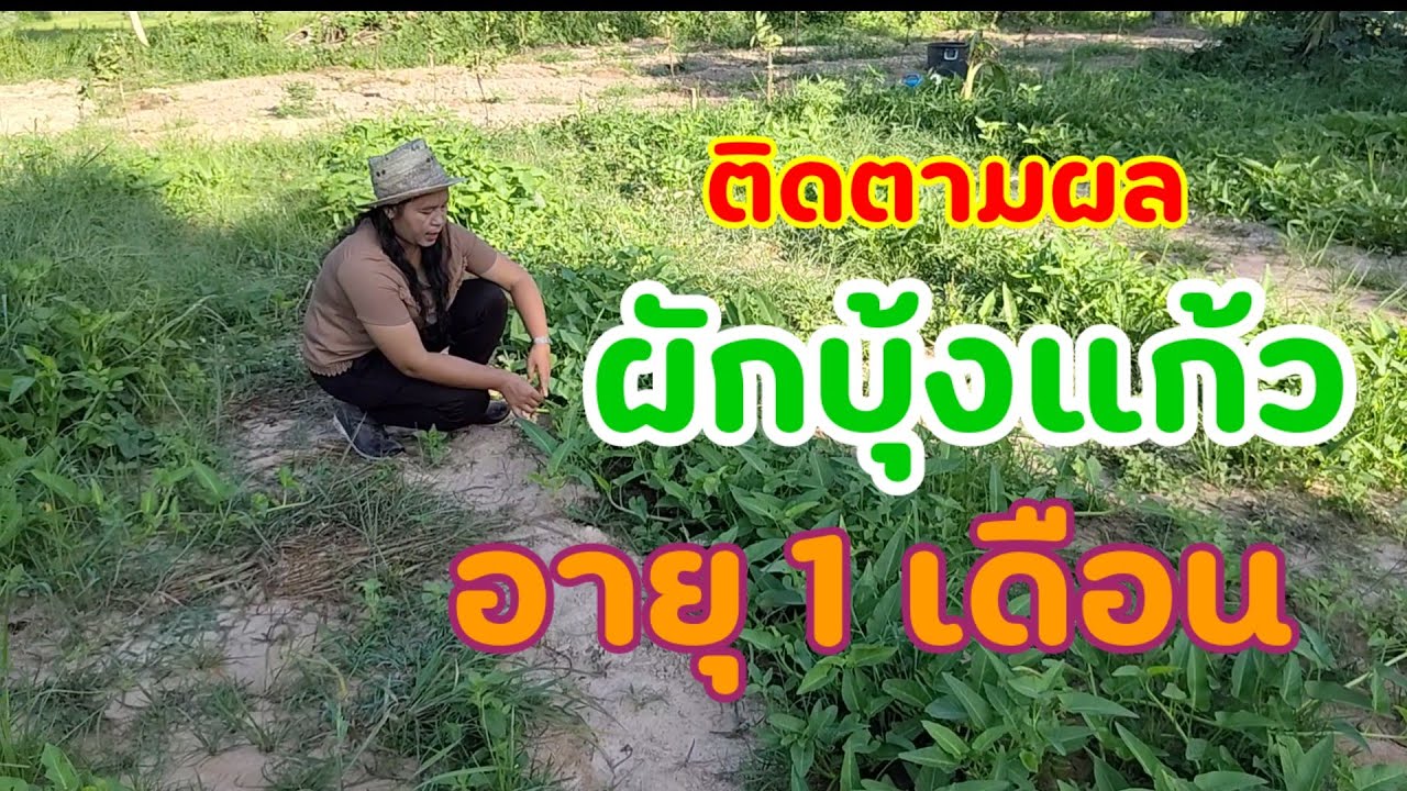 ติดตามผักบุ้งแก้ว  หลังปลูก 1 เดือน
