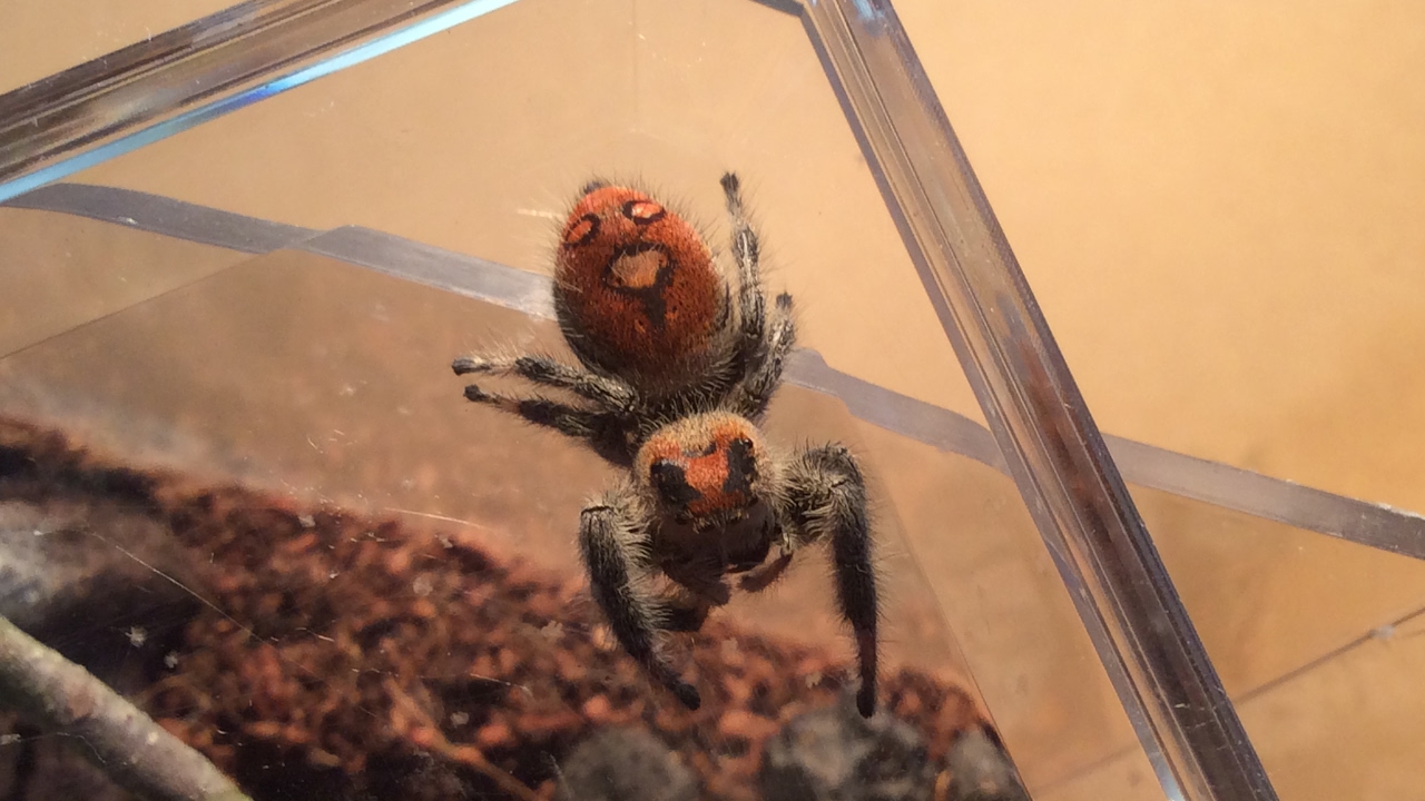 Orange Jumping Spider (Phidippus regius)