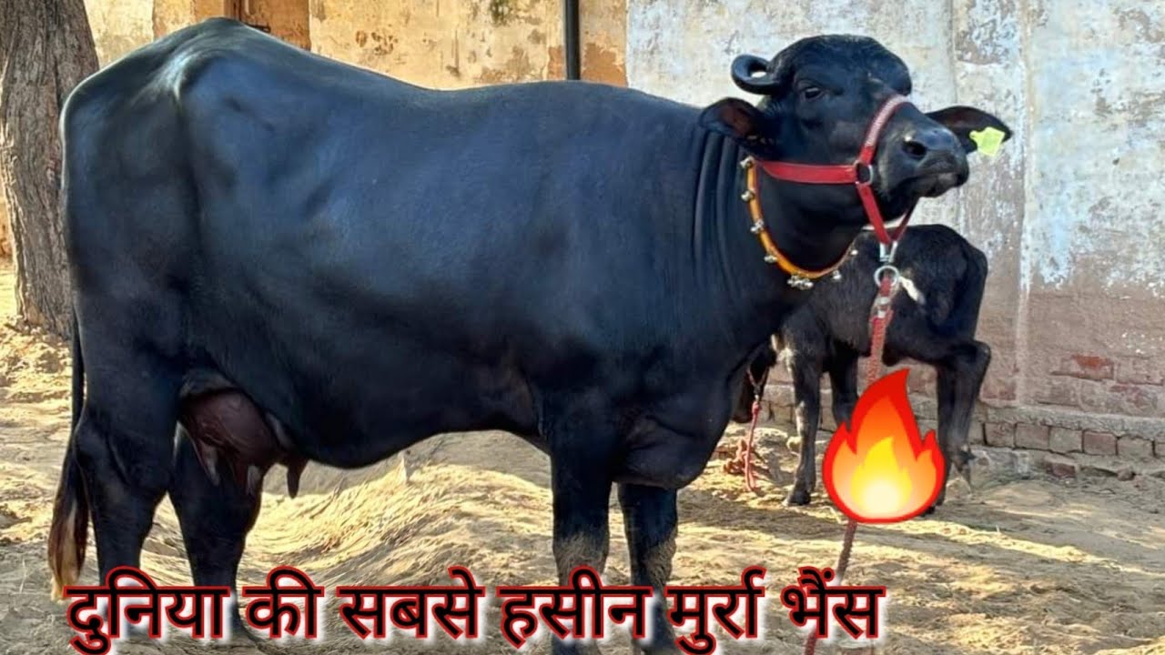 दो मुर्रा भैंस 22 लीटर दूध की  2 महीने की गाभिन#viralvideo #buffalodairy