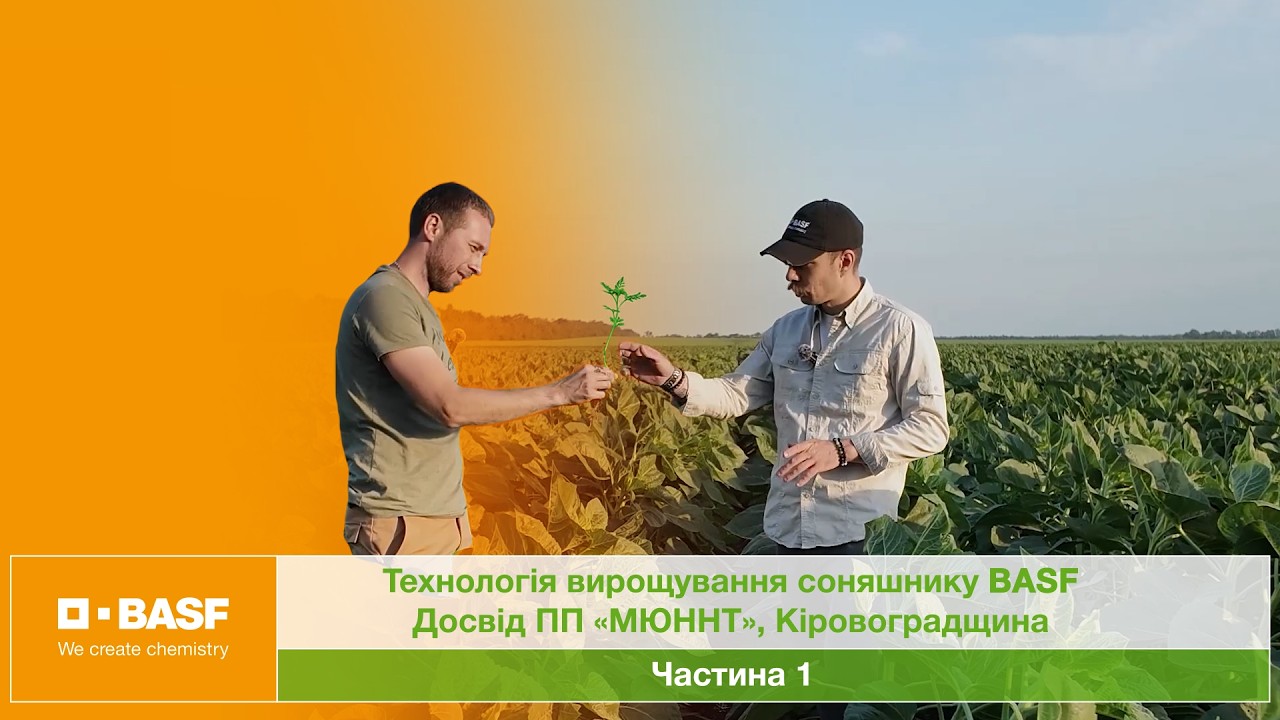 Технологія вирощування соняшника BASF